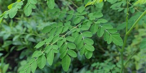 Malunggay (Moringa oleifera Lam.) .